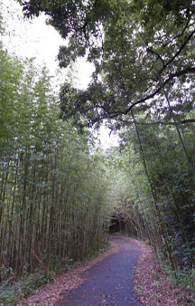 Cat Island Tashirojima 2015 VR Japan Bamboo Forest tmb3
