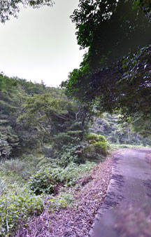 Cat Island Tashirojima 2015 VR Japan Bamboo Forest tmb30