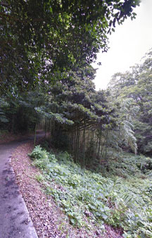 Cat Island Tashirojima 2015 VR Japan Bamboo Forest tmb33