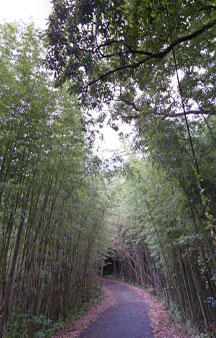 Cat Island Tashirojima 2015 VR Japan Bamboo Forest tmb4