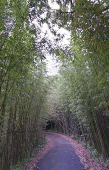 Cat Island Tashirojima 2015 VR Japan Bamboo Forest tmb5