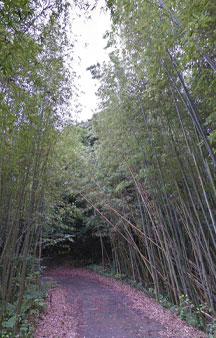 Cat Island Tashirojima 2015 VR Japan Bamboo Forest tmb8