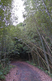 Cat Island Tashirojima 2015 VR Japan Bamboo Forest tmb9