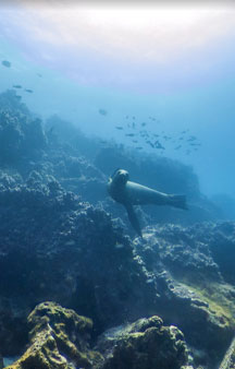 Champion Island Galapagos Ecuador Ocean Gps Locations tmb4