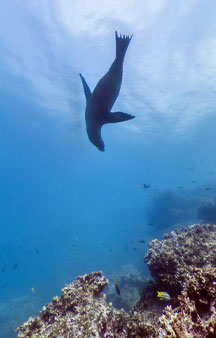 Champion Island Galapagos Ecuador Ocean Gps Locations tmb6