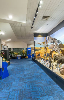 Dinosaur National Museum of Creek Road Australia VR Tourism Locations tmb8