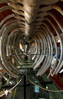Inside Belly Of A Whale Museum Of Pesca Photosphere Vr tmb1