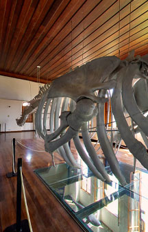 Inside Belly Of A Whale Museum Of Pesca Photosphere Vr tmb2