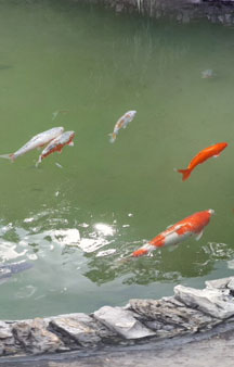 Japanese Tea Garden Fish Waterfall Park Tourism Locations tmb4