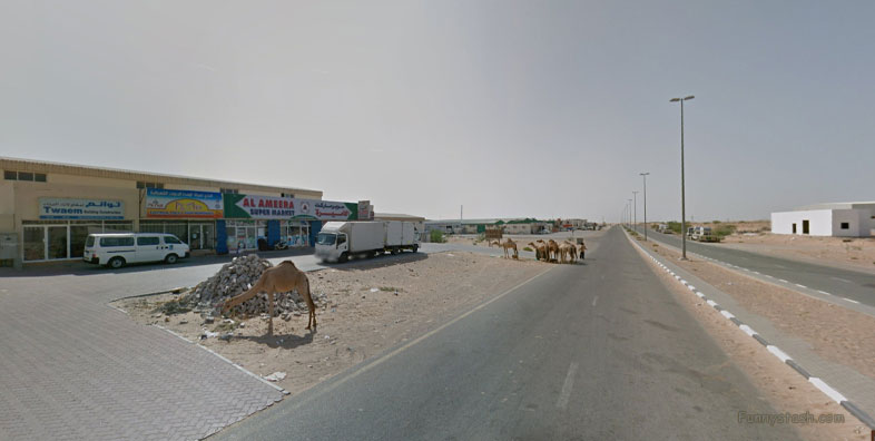 Wild Camels Eating Trash UAE Wildlife 360 Locations 1