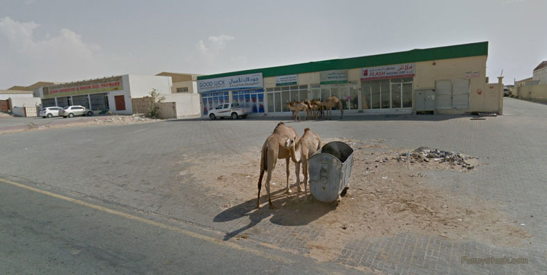 Wild Camels Eating Trash UAE Wildlife 360 Locations 2