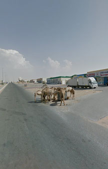 Wild Camels Eating Trash UAE Wildlife 360 Locations tmb10