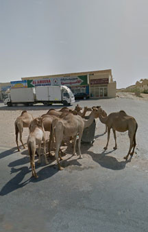 Wild Camels Eating Trash UAE Wildlife 360 Locations tmb11