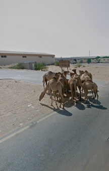 Wild Camels Eating Trash UAE Wildlife 360 Locations tmb12