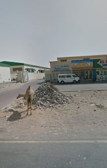 Wild Camels Eating Trash UAE Wildlife 360 Locations tmb13