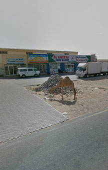 Wild Camels Eating Trash UAE Wildlife 360 Locations tmb14
