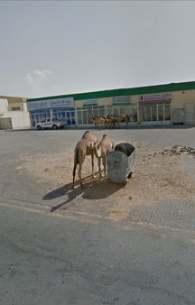 Wild Camels Eating Trash UAE Wildlife 360 Locations tmb15