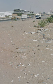 Wild Camels Eating Trash UAE Wildlife 360 Locations tmb4