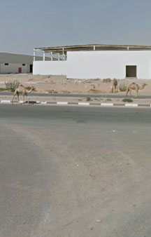 Wild Camels Eating Trash UAE Wildlife 360 Locations tmb5