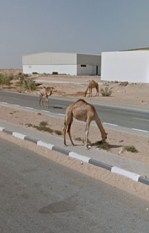 Wild Camels Eating Trash UAE Wildlife 360 Locations tmb7