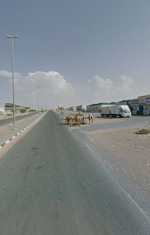 Wild Camels Eating Trash UAE Wildlife 360 Locations tmb9