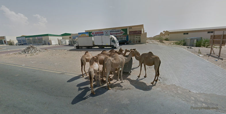 Wild Camels Eating Trash UAE Wildlife 360 Locations