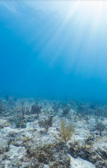 Dive Aquarius Florida Keys Reef Base Gps Ocean Locations tmb8