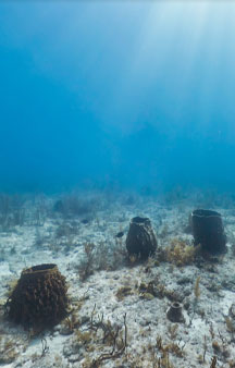 Dive Aquarius Florida Keys Reef Base Gps Ocean Locations tmb9