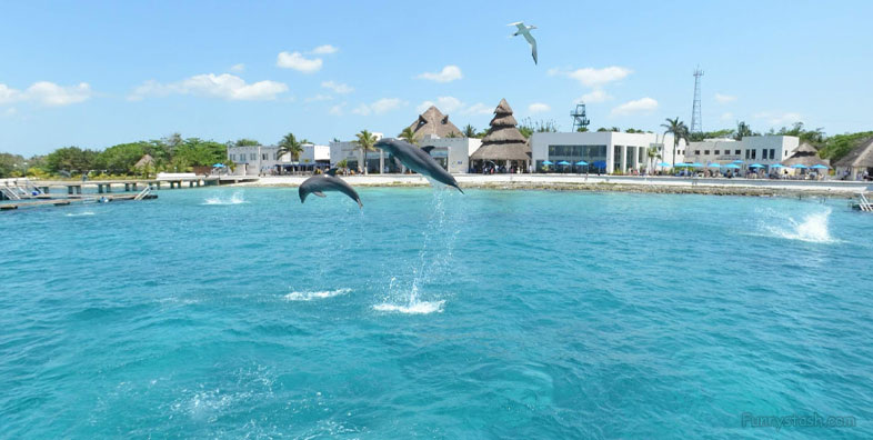 Dolphins Mexico Cozumel Ocean Tour