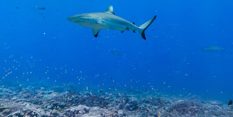 Palmyra Atoll Refuge U S Blue shark Ocean Gps Locations