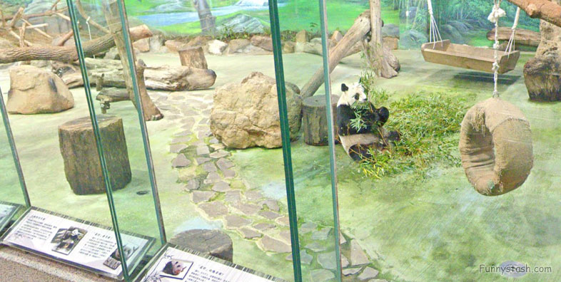Taipei Zoo Giant Panda House Tourism Directions