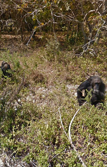 Baboon National Park Hillwalk Tanzania Vr panorama wildlife tmb10