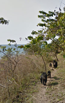 Baboon National Park Hillwalk Tanzania Vr panorama wildlife tmb15