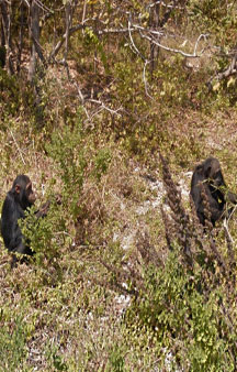 Baboon National Park Hillwalk Tanzania Vr panorama wildlife tmb9
